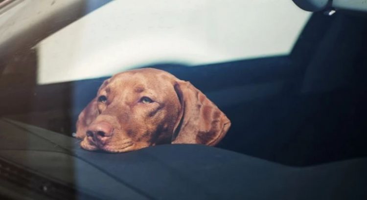 En Florida una mujer deja a sus perros en el auto y mueren por el calor