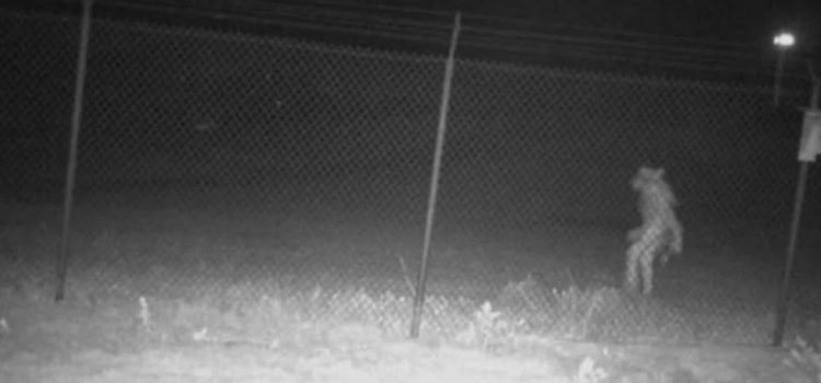 Extraña silueta es captada en zoológico de Texas Extraña silueta es captada en zoológico de Texas