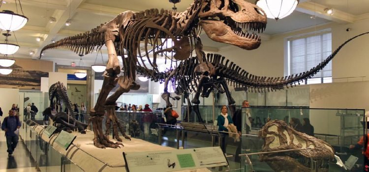 La presidenta del museo de historia natural se retira después de 29 años