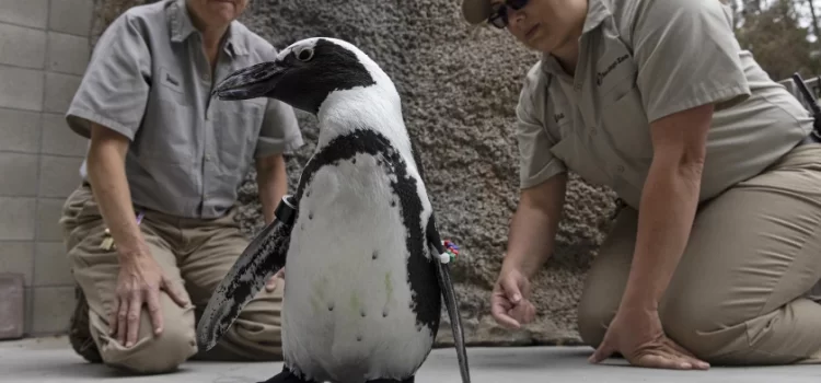 Pingüino logra caminar con zapatos ortopédicos en el Zoo de San Diego