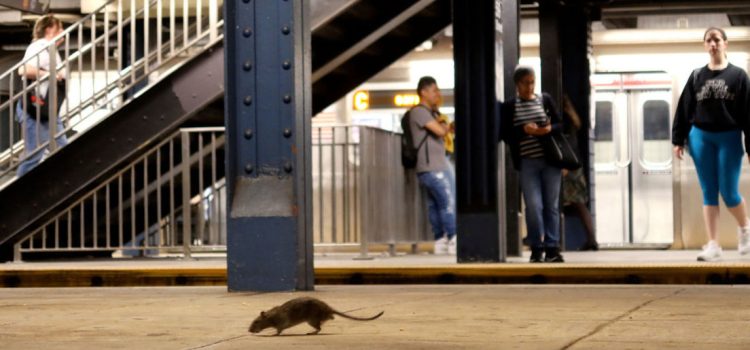 “Rata tours”: un recorrido para observar las ratas en Nueva York