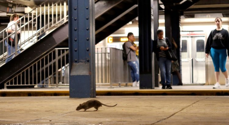 “Rata tours”: un recorrido para observar las ratas en Nueva York