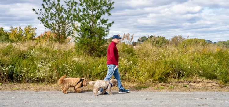 Se ah inaugurado la primera parte de el proyecto ambiental en el Parque Freshkills de Nueva York