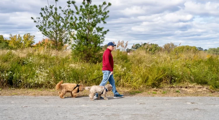 Se ah inaugurado la primera parte de el proyecto ambiental en el Parque Freshkills de Nueva York