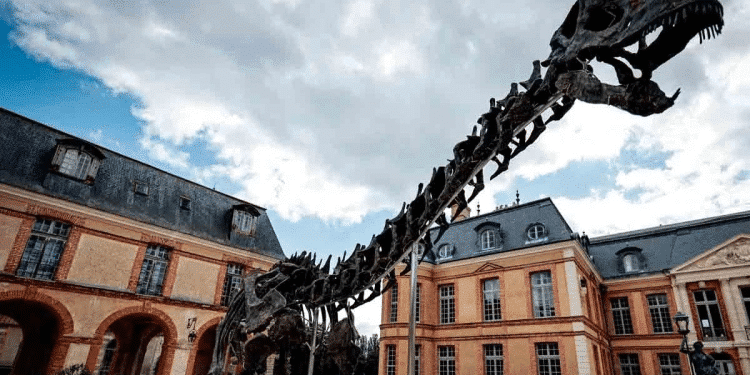 Esqueleto de dinosaurio es subastado en 6 millones de dólares Esqueleto de dinosaurio es subastado en 6 millones de dólares