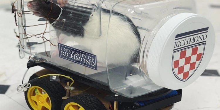 Científicos enseñaron a ratas a conducir Científicos enseñaron a ratas a conducir