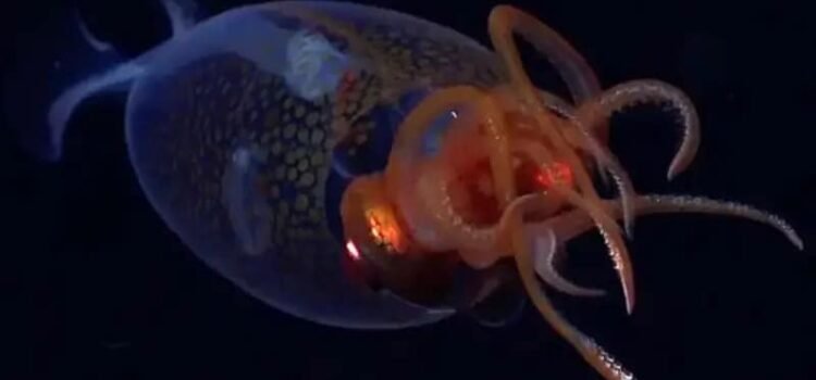 Captan por primera vez a un calamar gigante vivo en el océano