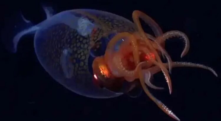 Captan por primera vez a un calamar gigante vivo en el océano