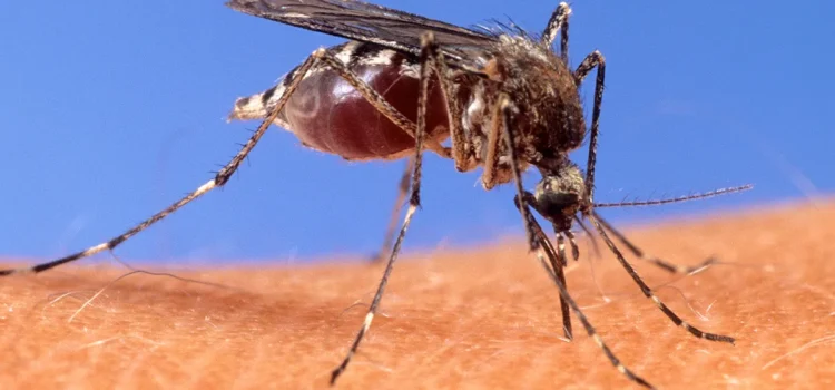 Confirmado el primer caso de virus Chikungunya en Nueva York