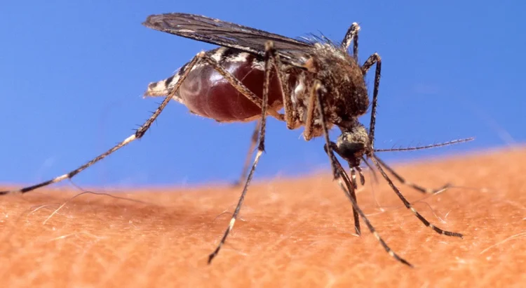 Confirmado el primer caso de virus Chikungunya en Nueva York